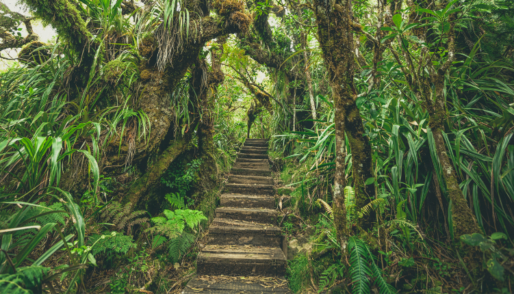 forêt de bélouve île de la réunion faune et flore keylodge
