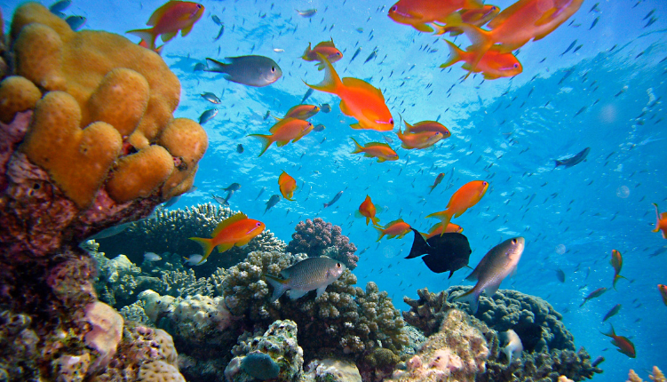 réserve naturelle marine île de la réunion protection environnement keylodge