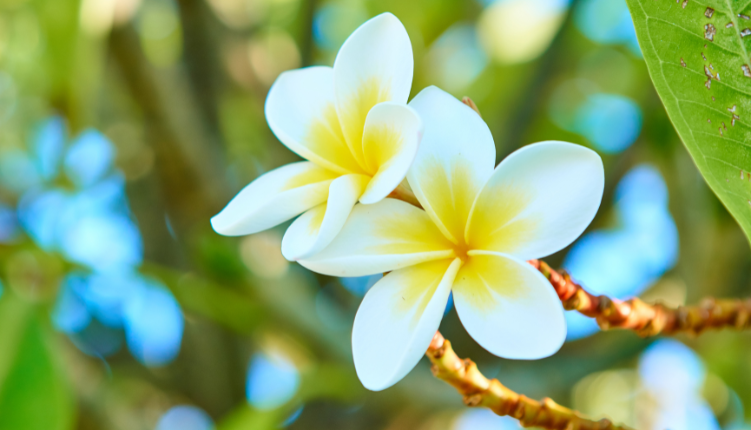 jardin des parfums et épices île de la réunion keylodge