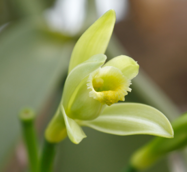 vanilla planifolia orchidée vanille keylodge