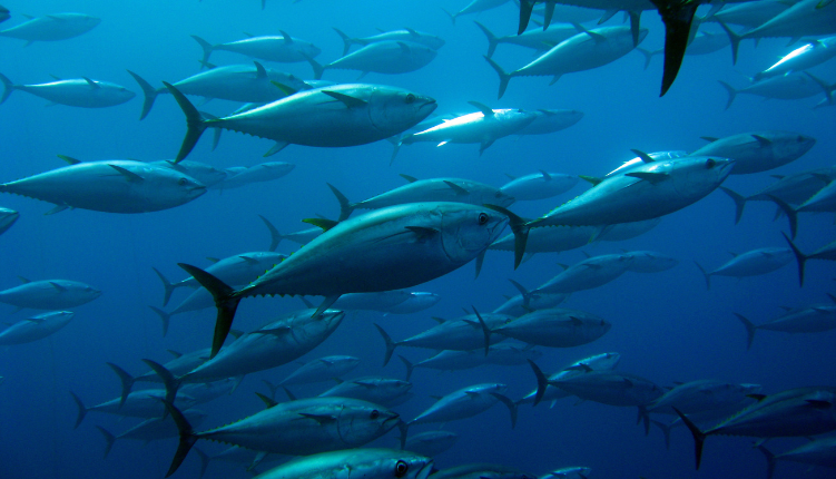 banc de thons plongée sous marine île de la réunion keylodge